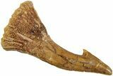 Fossil Sawfish (Onchopristis) Rostral Barb - Morocco #236123-1
